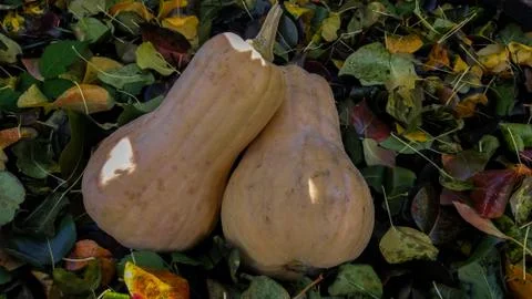 Two orange pumpkins on a background of colored leaves. Sunbeam on vegetables. Stock Photos