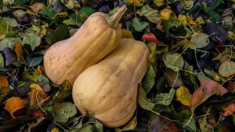 Two orange pumpkins on a background of colored leaves. Sunbeam on vegetables. Stock Photos