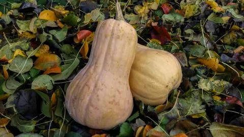 Two orange pumpkins on a background of colored leaves. Sunbeam on vegetables. Stock Photos