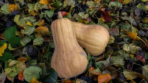 Two orange pumpkins on a background of colored leaves. Sunbeam on vegetables. Stock Photos