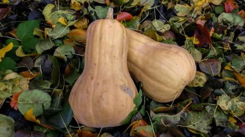 Two orange pumpkins on a background of colored leaves. Sunbeam on vegetables. Stock Photos