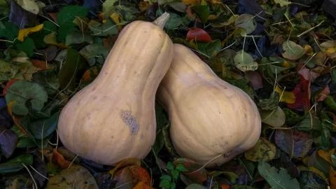 Two orange pumpkins on a background of colored leaves. Sunbeam on vegetables. Stock Photos