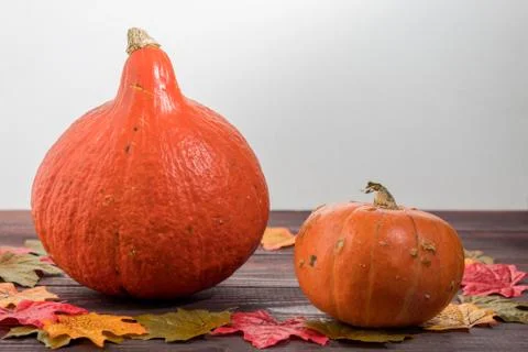 Two orange pumpkins of different sorts and maple leaves on a wooden table. grey Stock Photos