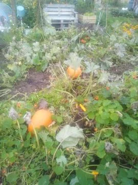 Two orange pumpkins growing on a rustic allotment Stock Photos