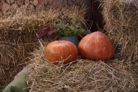 Two orange pumpkins lie on a pile of hay, Stock Photos