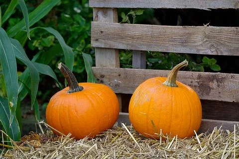 Two orange pumpkins lying on straw near a wooden fence. Stock Photos
