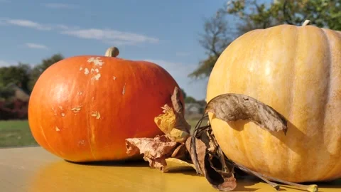 Two orange pumpkins stand on a table outdoors in autumn in the village with.. 스톡 동영상 253206656