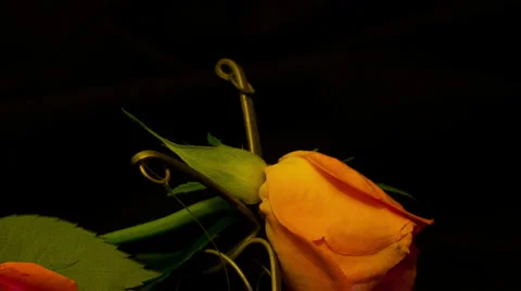 Two orange rosees 10 seconds Stock Footage