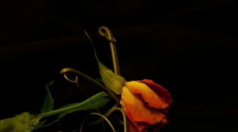 Two orange rosees 10 seconds reverse Stock Footage 5817130