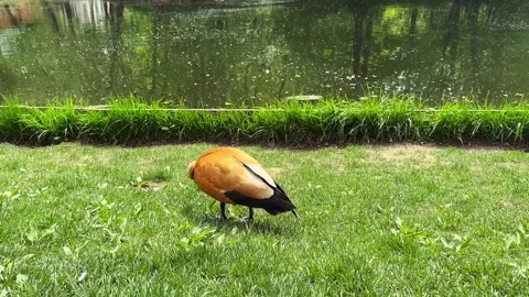 Two orange ruddy shelducks forage on green grass near a pond while pigeons walk  Stock Footage 335221796
