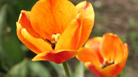 Two Orange Tulips with Bee Stock Footage 37353332