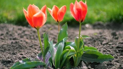 Two orange tulips bloom in the garden on a spring day. Nature background. 스톡 동영상 333018062