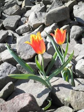 Two orange tulips 写真素材