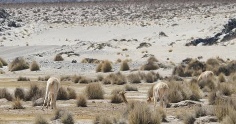 Two orange Vicuñas eating at its natural environment, desertic mountain region Vidéo 103376918