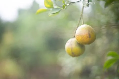 Two oranges are on the tree in the morning waiting to be harvested Stock Photos