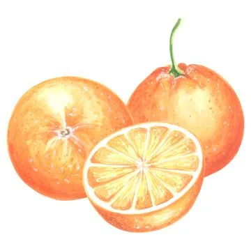 Two oranges with half slice in watercolor. Whole ripe, juicy, citrus isolated Stock Illustration