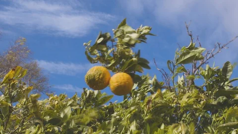 Two oranges shaking wildly in the wind on a stormy day in Mallorca. Stock Footage 130152070