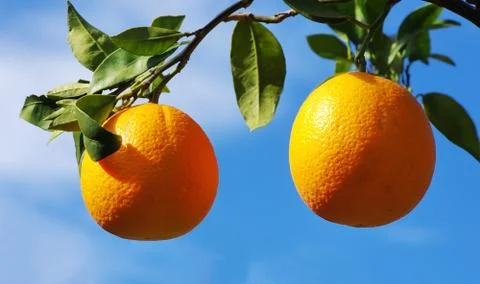 Two oranges on tree Stock Photos