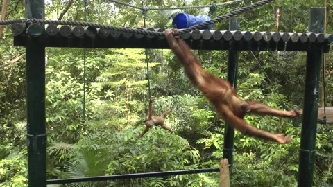 Two orangutan playing 動画素材 343711148