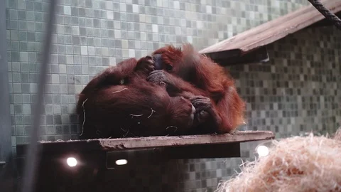 Two orangutans are playing with each other. Stock Footage 127358251