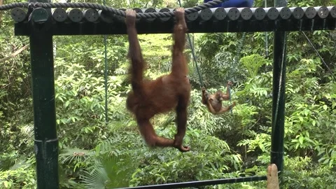 Two orangutans are playing lovely 動画素材 343711146
