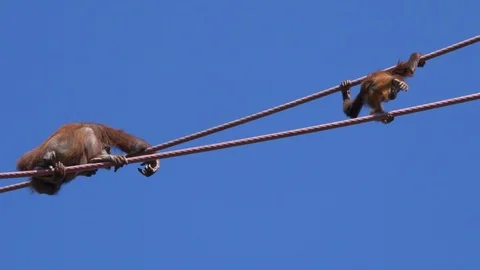 Two orangutans cross on overhead cables 4K Видео 115902865