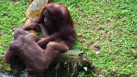 Two orangutans engaging in play-fighting, close up shot. Stock Footage 338361966