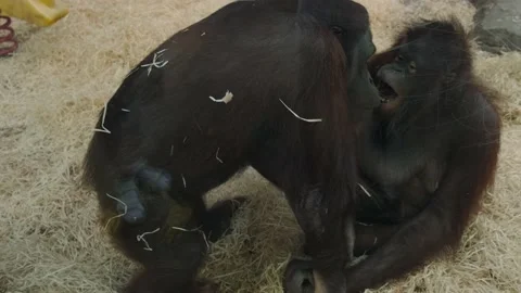 Two orangutans Stock Footage 137655636