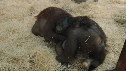 Two orangutans Stock Footage 137655713