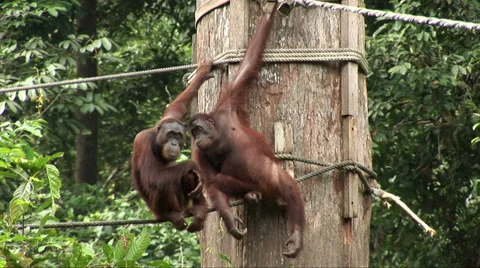 Two Orangutans groom in Borneo Stock Footage 59885203