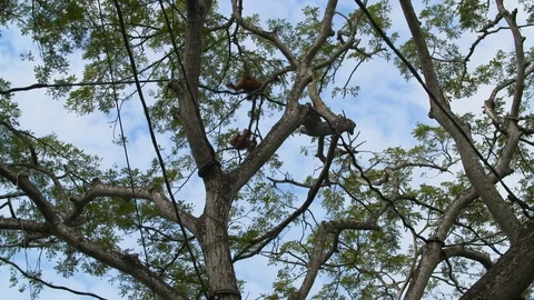 Two orangutans high above in the treetops Vidéo 112355123