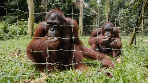 Two orangutans sitting on ground and eating food behind fence, Malaysia Stock Footage 146568955
