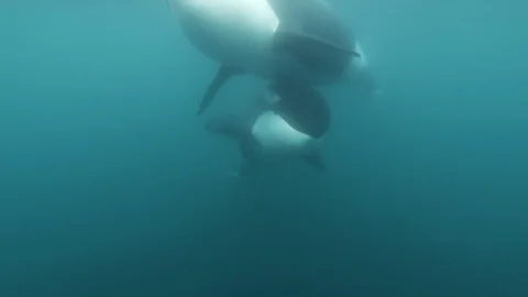 Two orcas coming right to the camera blowing bubbles underwater shot Stock-Footage 106615000