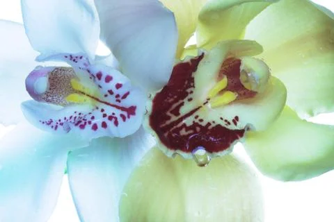 Two orchids Stock Photos