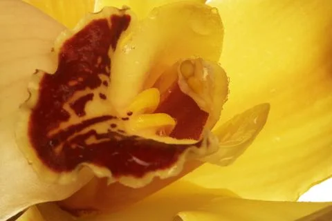 Two orchids Stock Photos