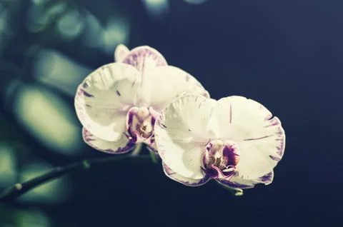 Two Orchids Stock Photos