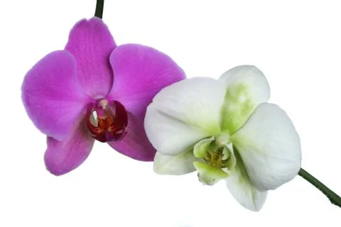 Two orchids Stock Photos