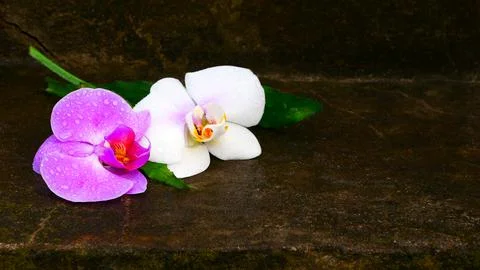 Two orchids on a tree 库存照片