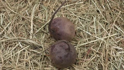 Two organic beets in the hay. 스톡 동영상 120373654