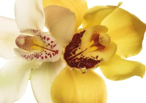 Two orhids Foto stock