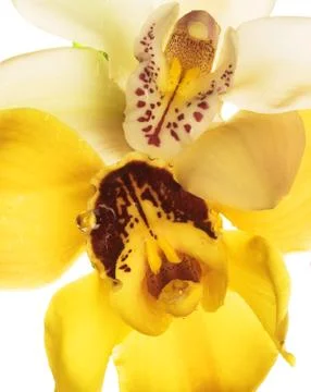 Two orhids Stock Photos