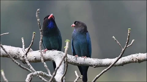 Two Oriental dollarbird on branch Video stock 252436581
