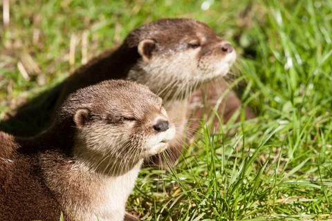 Two oriental small-clawed otters resting Stock Photos
