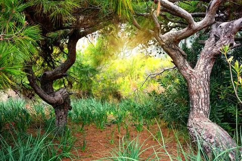 Two original twisted pine trees in forest Stock Photos