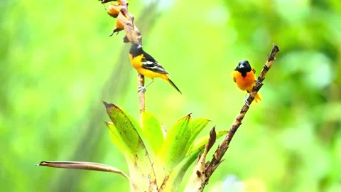 Two oriole birds perched on tropical plant stems in lush rainforest. Stock-Footage 341139301