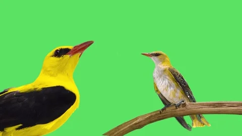 Two orioles, young and old, on a green screen accompanied by the sound of the Stock Footage 338226802