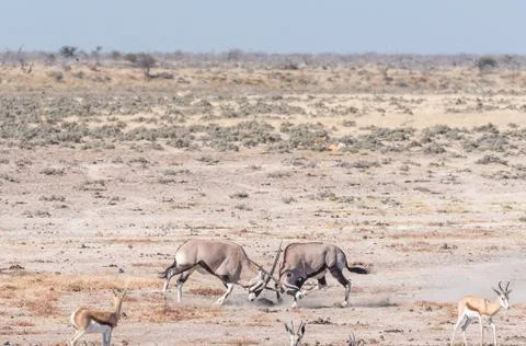 Two oryx fighting Stock Photos