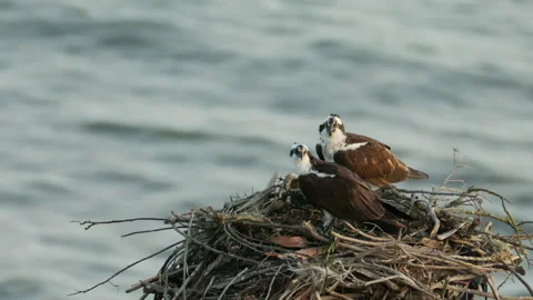 Two Osprey Birds on Large Nest With Water Background, 4K Slow Motion Stock Footage 267635962