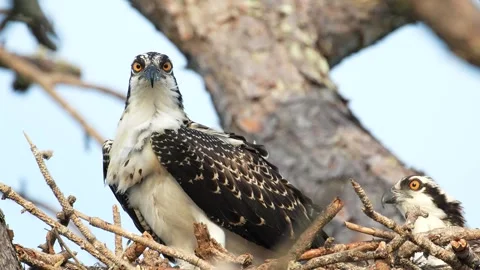 Two osprey in their nest look out intently towards the camera. Stock-Footage 337104123