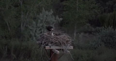 Two ospreys at nest platform, one preening one incubating in low light 库存影片 334872978
